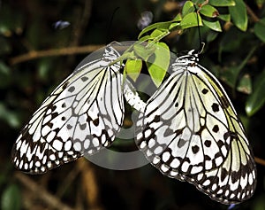 Butterflies Mating