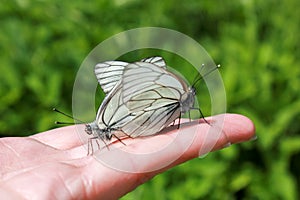 butterflies mating on the hand