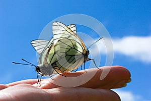 butterflies mating on the hand