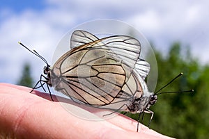 Butterflies mating on the hand