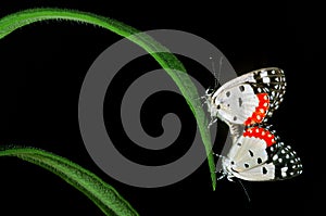 Butterflies mating on a leaf.