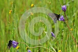 Butterflies in meadow