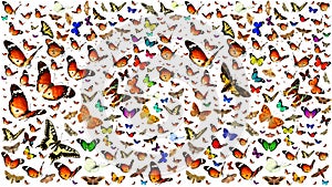 Butterflies migrating flight