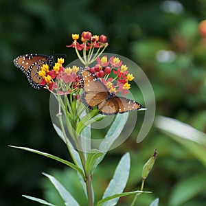 Butterflies - Monarchs Feeding