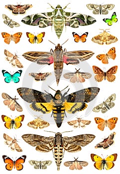 Butterflies and moths