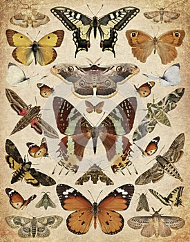 Butterflies and moths