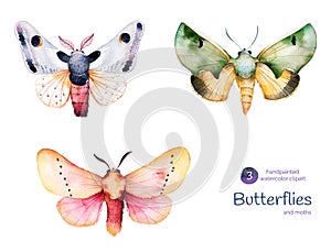 Butterflies and moths. photo