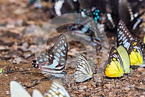 Butterflies mud-puddling in nature