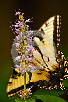 Butterflies on my Butterfly plant