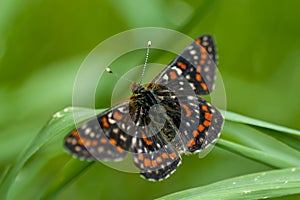 Butterflies nimfolidy