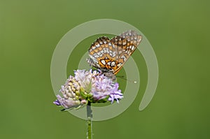 Butterflies nimfolidy