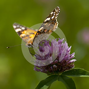 Butterflies nimfolidy