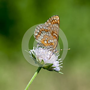 Butterflies nimfolidy