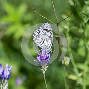 Butterflies nimfolidy