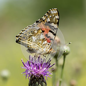 Butterflies nimfolidy