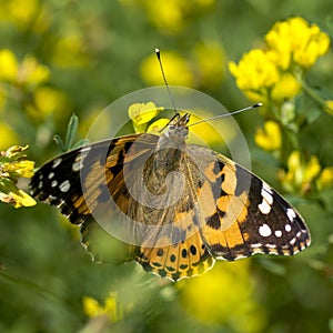 Butterflies nimfolidy