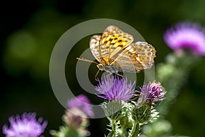 Butterflies nimfolidy