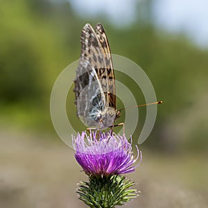 Butterflies nimfolidy