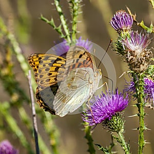 Butterflies nimfolidy