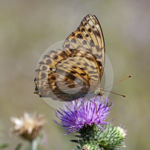 Butterflies nimfolidy