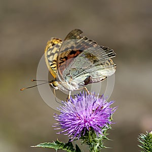 Butterflies nimfolidy