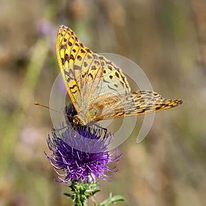 Butterflies nimfolidy