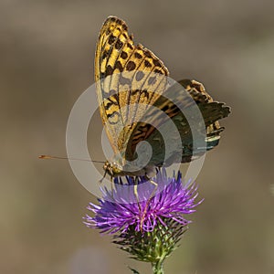 Butterflies nimfolidy