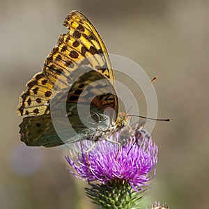 Butterflies nimfolidy