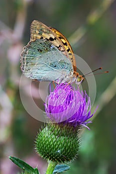 Butterflies nimfolidy