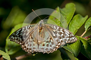 Butterflies nimfolidy