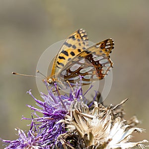 Butterflies nimfolidy