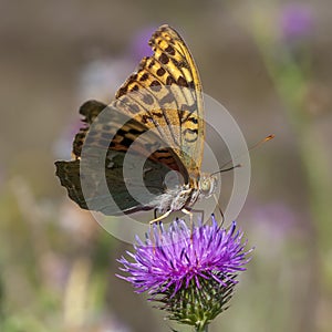 Butterflies nimfolidy