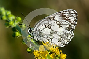 Butterflies nimfolidy