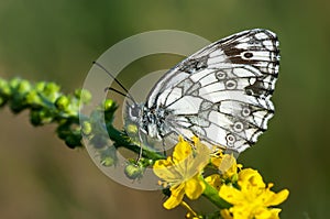 Butterflies nimfolidy