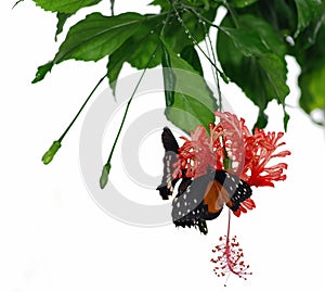 Butterflies and orchid