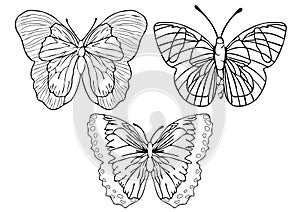 Butterflies outline set, coloring, linear drawing, silhouette, sketch, contour vector black and white illustration. Butterfly view