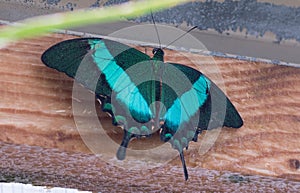 Butterflies Papilio palinurus on wooden background