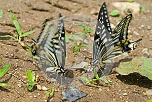 Butterflies (Papilio xuthus) 2