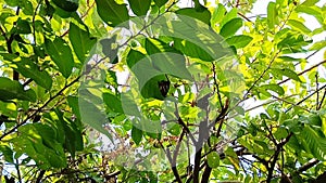 Butterflies perched on tree leaves