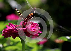 Butterfly; scalewing photo