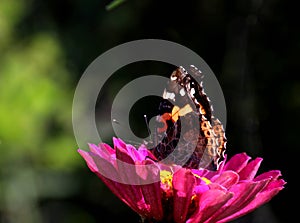 Butterfly; scalewing photo