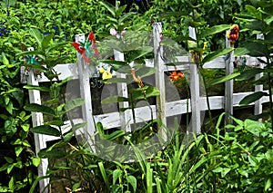 Butterflies and Picket Fence on Greenline