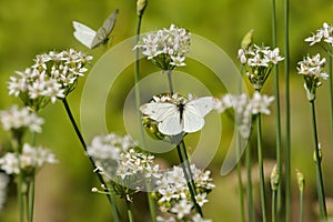 Butterflies Pieridae, white insects on white flowers of garlic photo