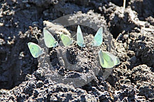 Butterflies Pieris brassicae sit on dirt and drink water by proboscis