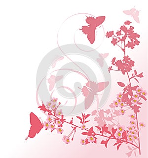 Butterflies and pink cherry tree flowers