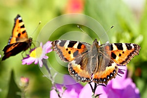 Butterflies and flowers