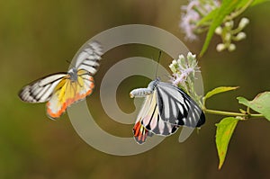 BUTTERFLIES PLAYING ON FLOWER