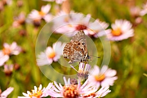 Butterflies pollinate the flowers