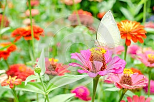 Mariposas flor en externo jardín 