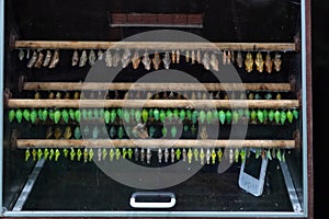 Butterflies pupa hatch at Antipa Museum in Bucharest photo